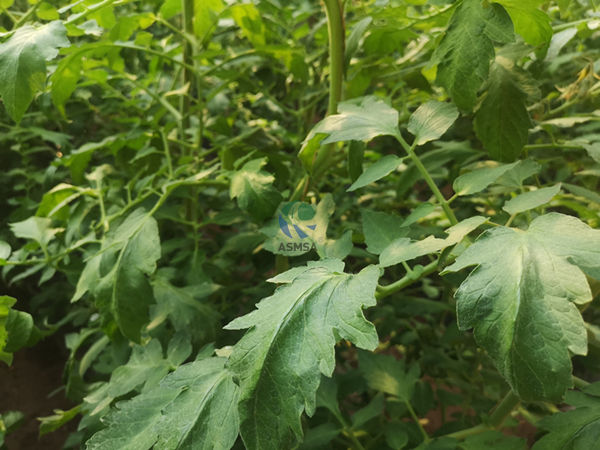 西紅柿-愛施蔓蔓葉水溶肥
