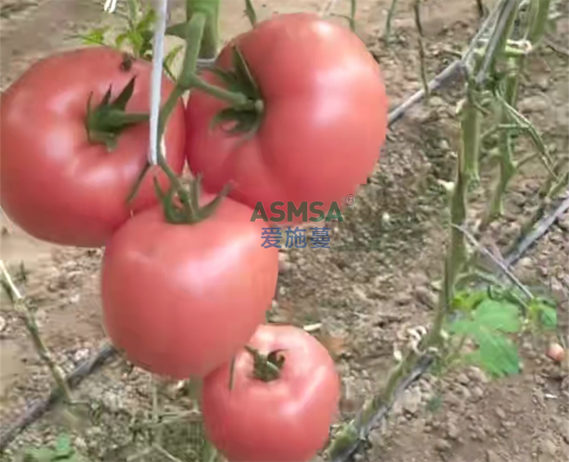 番茄施肥-愛(ài)施蔓蔓葉水溶肥