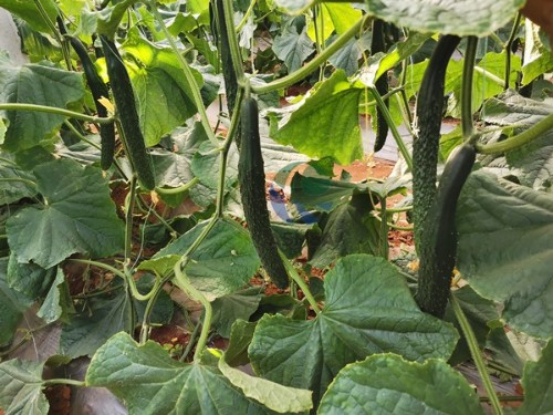 水溶肥廠家靠譜嗎？這樣的才放心