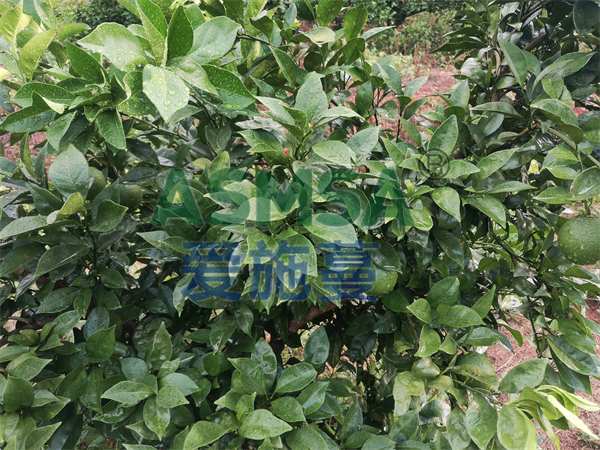 柑橘施肥-愛(ài)施蔓蔓葉水溶肥