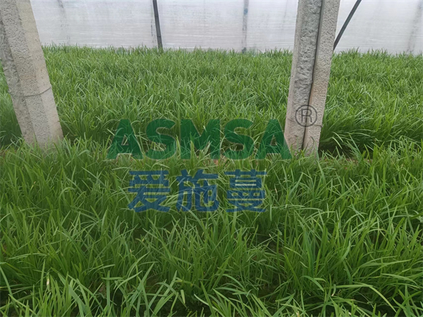 韭菜施肥-愛施蔓蔓葉水溶肥