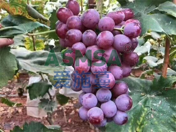 葡萄施肥-愛施蔓蔓葉水溶肥