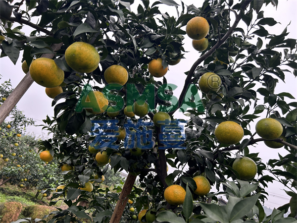 微生物菌劑哪家好？經(jīng)銷商告訴你