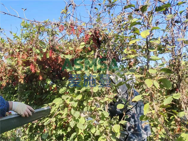 五味子種植用什么水溶肥好？