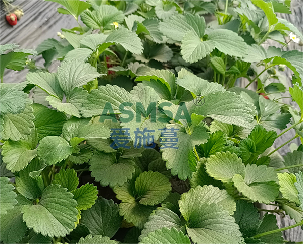 草莓施肥-愛施蔓蔓葉水溶肥
