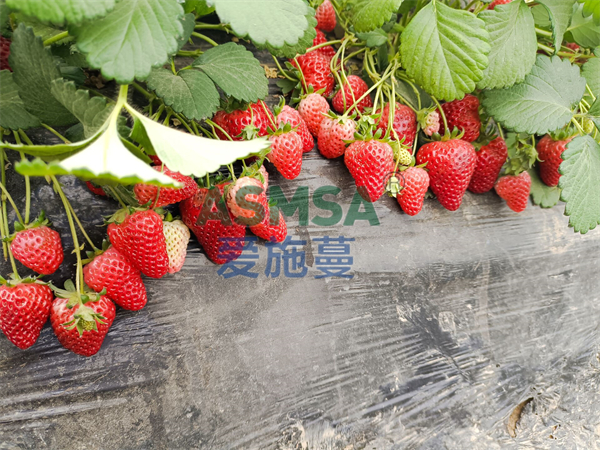草莓施肥-愛施蔓蔓葉水溶肥