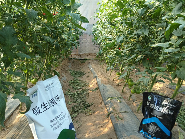 西紅柿施肥-蔓葉礦源黃腐酸鉀+微生物菌劑