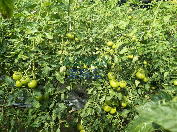西紅柿施肥-愛(ài)施蔓蔓葉水溶肥