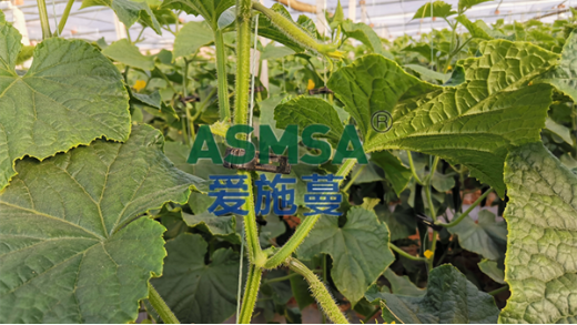 黃瓜冬季用什么肥料好