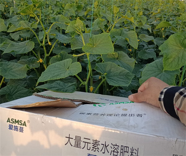 黃瓜施肥—愛施蔓蔓葉水溶肥
