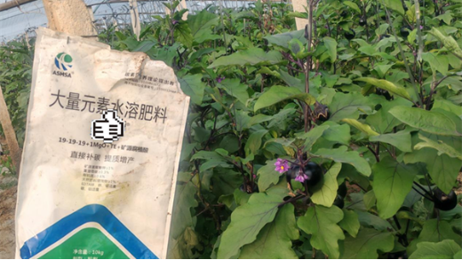 茄子施肥的技巧，記住這幾點(diǎn)