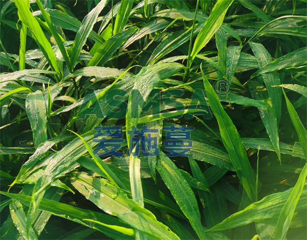 生姜種植—愛(ài)施蔓蔓葉微生物菌劑