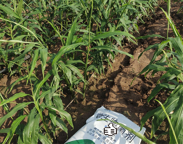 生姜種植—愛(ài)施蔓蔓葉微生物菌劑