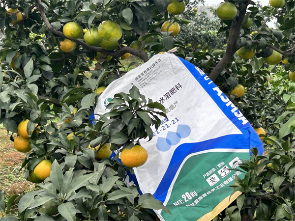柑橘施肥—愛施蔓蔓葉顆粒水溶肥