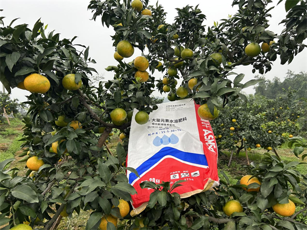 柑橘施肥—愛施蔓蔓葉顆粒水溶肥