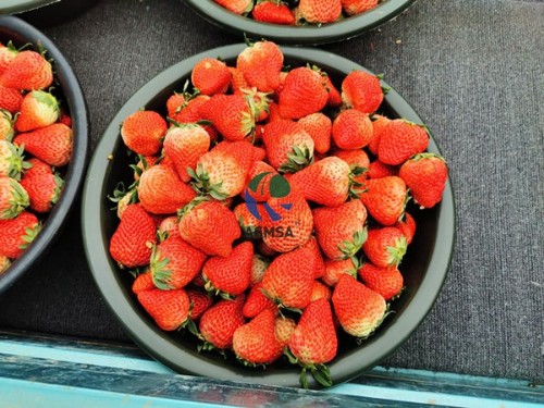 磷酸二氫鉀廠(chǎng)家哪個(gè)好？認(rèn)準(zhǔn)這些就對(duì)了！