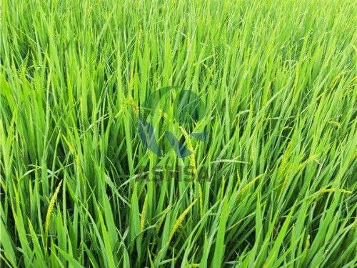 水溶肥廠家哪個(gè)好