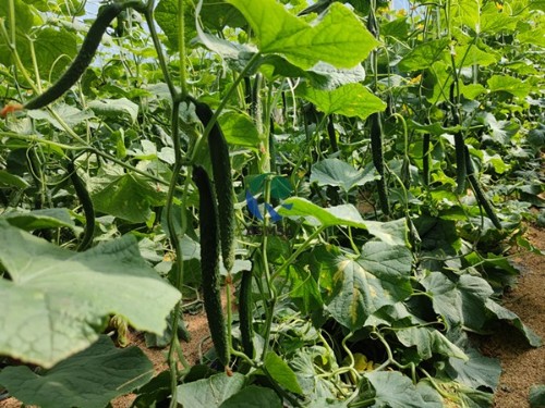 作物產量低怎么辦？大量元素水溶肥幫你搞定！