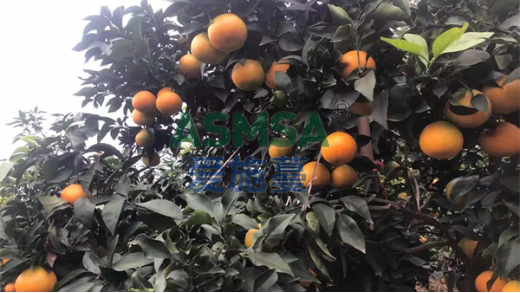 柑橘落果嚴重要如何解決？