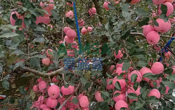 蘋果種植-愛施蔓蔓葉水溶肥