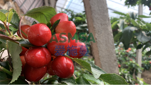 葉面肥使用效果如何？
