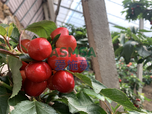 櫻桃施肥-愛施蔓蔓葉水溶肥