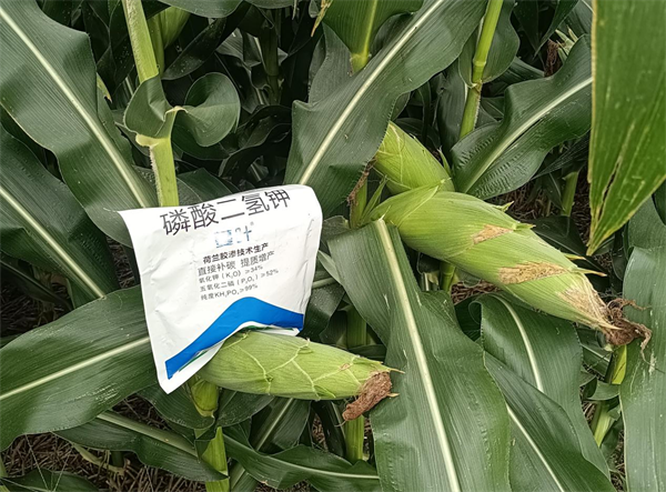 玉米種植-愛施蔓蔓葉磷酸二氫鉀