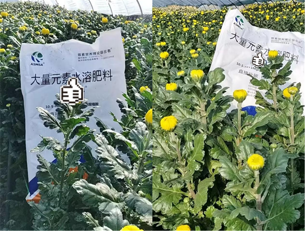 菊花種植-愛施蔓蔓葉大量元素水溶肥