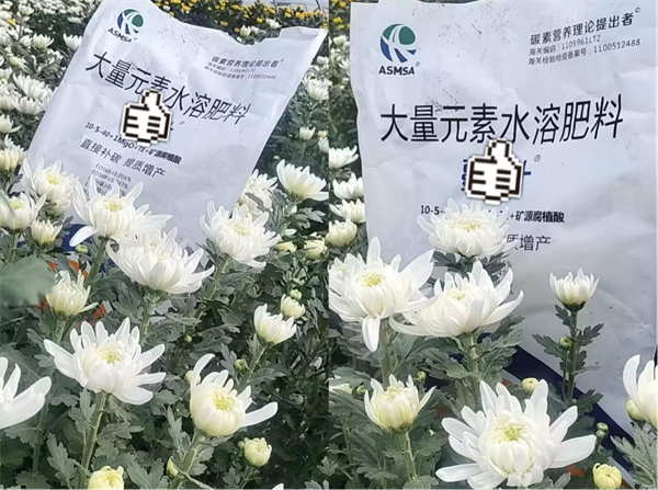 菊花種植-愛施蔓蔓葉大量元素水溶肥