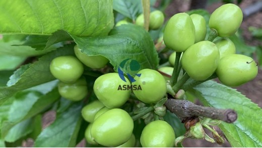 種植櫻桃用什么肥料好