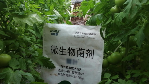 番茄種植空果怎么辦