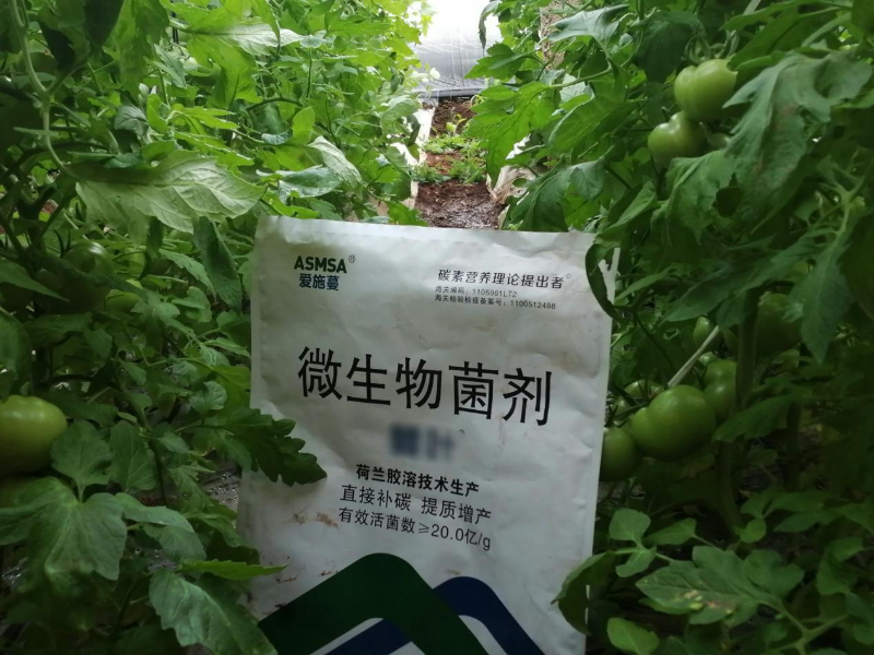 番茄種植—愛(ài)施蔓葉水蔓溶肥