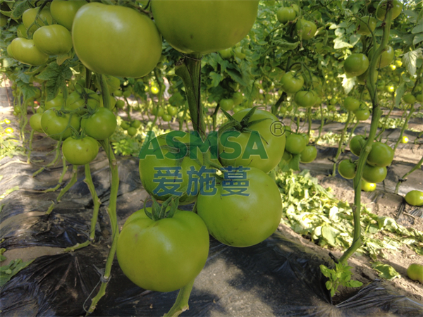 大量元素水溶肥施用技巧都有哪些？陳老板總結(jié)