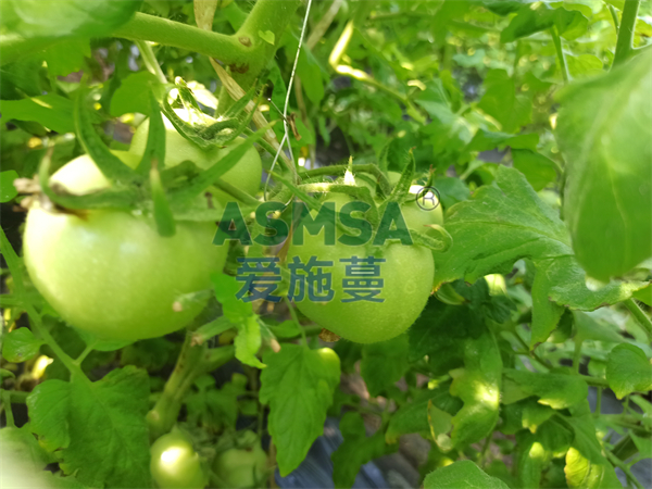 番茄施肥-愛施蔓蔓葉水溶肥