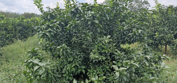 柑橘-愛施蔓蔓葉水溶肥
