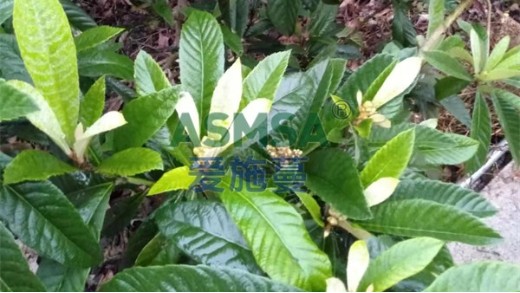 水溶肥應該怎么選？記住這幾點
