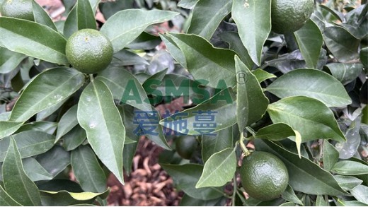 水溶肥品牌哪個(gè)好？需要注意這些