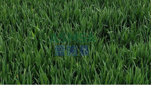 水溶肥到底要怎么選？這幾種錯誤方法要避雷
