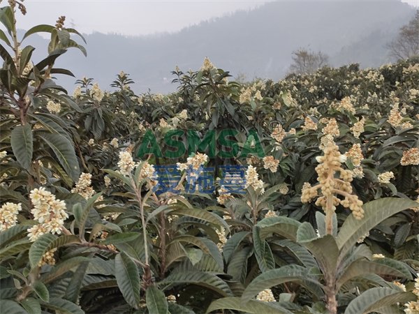 枇杷施肥-愛施蔓蔓葉水溶肥