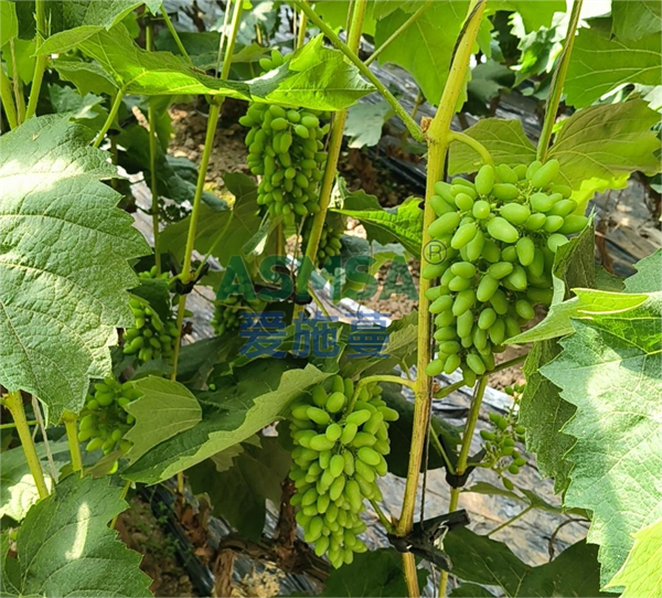 葡萄施肥-愛施蔓蔓葉水溶肥