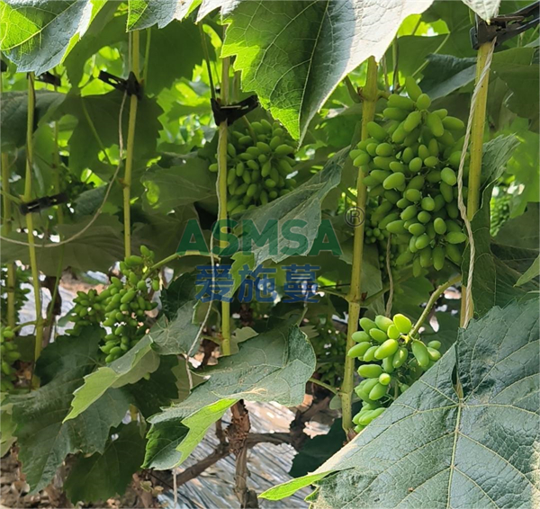 葡萄施肥-愛施蔓蔓葉水溶肥