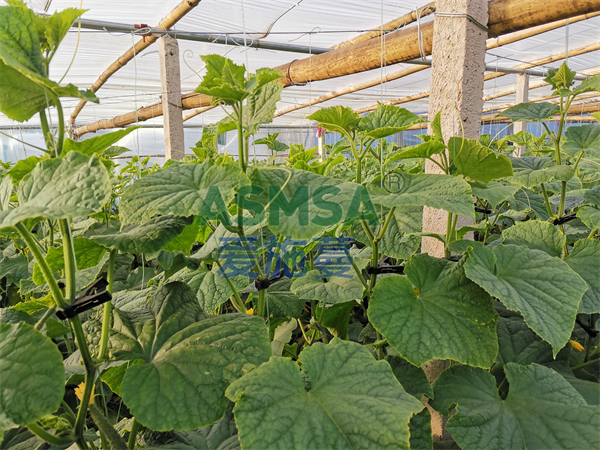 黃瓜種植的強(qiáng)力后盾—蔓葉水溶肥，你值得擁有