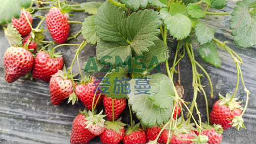 磷酸二氫鉀作用有哪些？