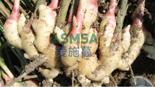 改良土壤用什么水溶肥好？