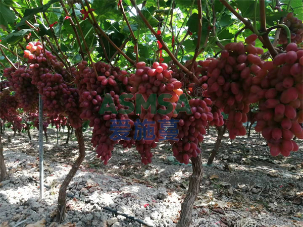葡萄施肥-愛施蔓蔓葉水溶肥