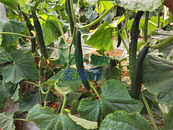 黃瓜施肥-愛施蔓蔓葉水溶肥