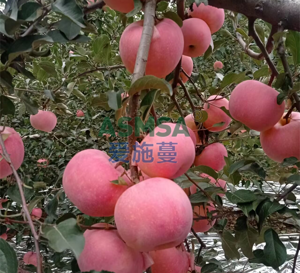 蘋果施肥-愛施蔓蔓葉水溶肥