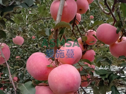 水溶肥品牌如何選擇？趙大哥選擇蔓葉