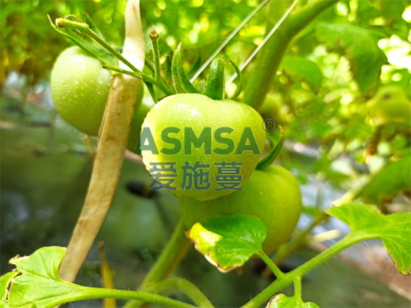 西紅柿施肥-愛施蔓蔓葉水溶肥