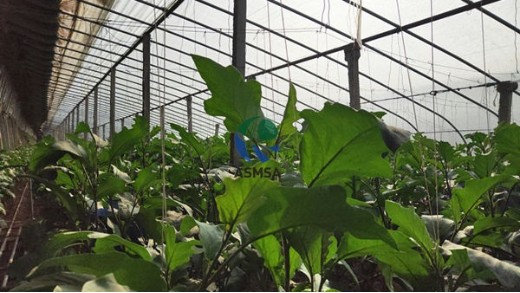 種植茄子怎么使用水溶肥效果好